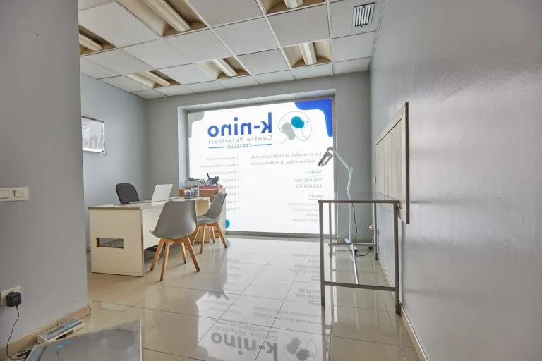knino-veterinari-cervello2