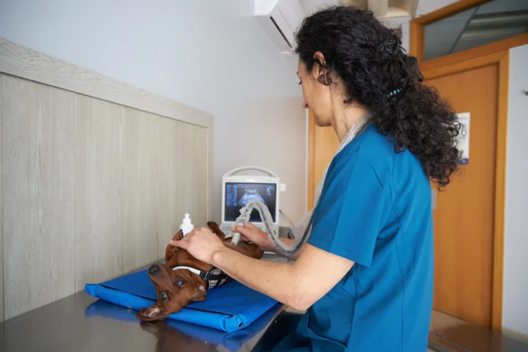 knino-veterinari-cervello85