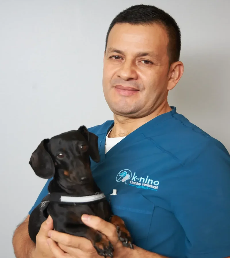 alexander-knino-veterinario-cervello