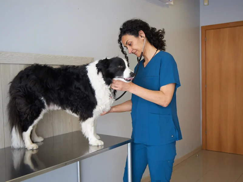 knino-veterinari-cervello58 knino-veterinari-cervello58