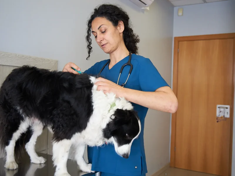 knino-veterinari-cervello67 knino-veterinari-cervello67