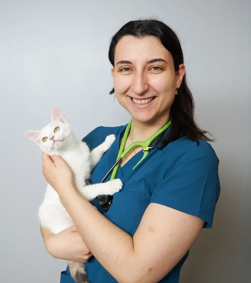 knino-veterinari-cervello70 knino-veterinari-cervello70