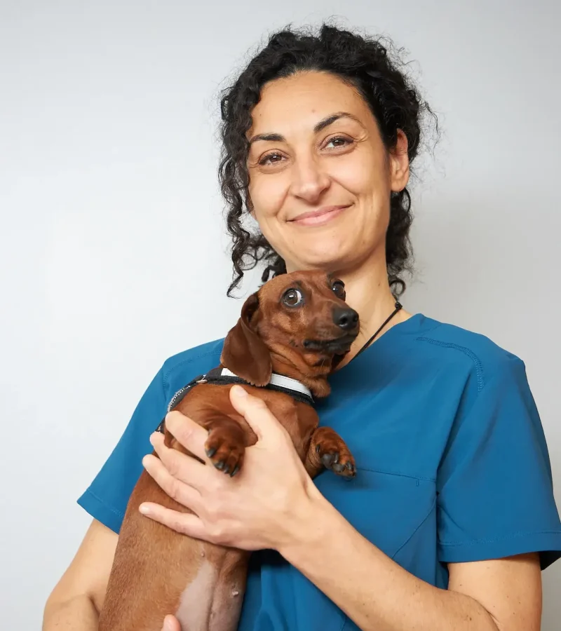 knino-veterinari-cervello94 knino-veterinari-cervello94