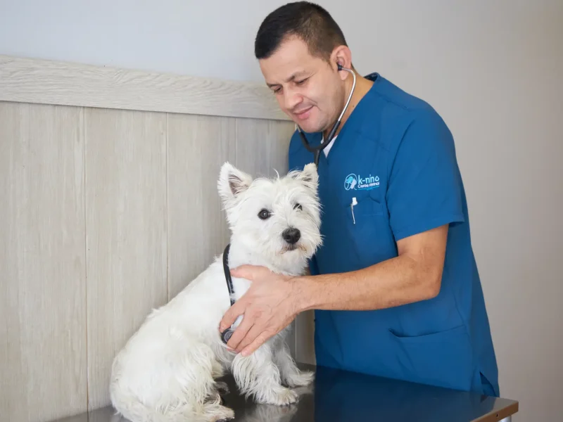 knino-veterinario-cervello1