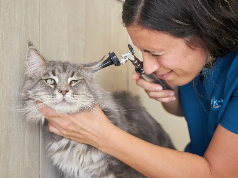 knino-veterinario-cervello12