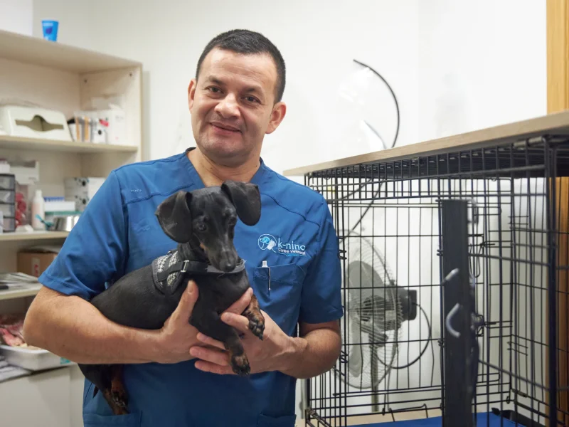 knino-veterinario-cervello16