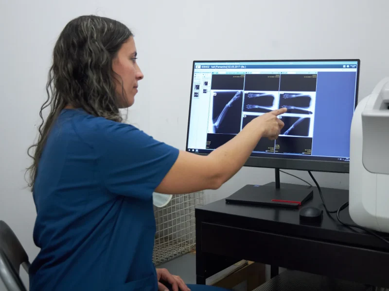 knino-veterinario-cervello18